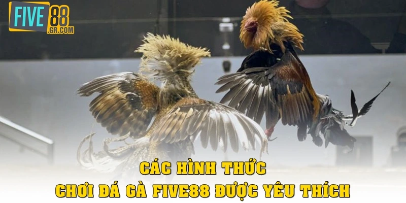 Các hình thức chơi đá gà Five88 được yêu thích mỗi năm