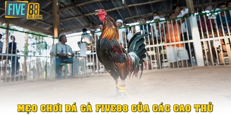Mẹo chơi đá gà Five88 mà các kê thủ chưa chia sẻ bao giờ