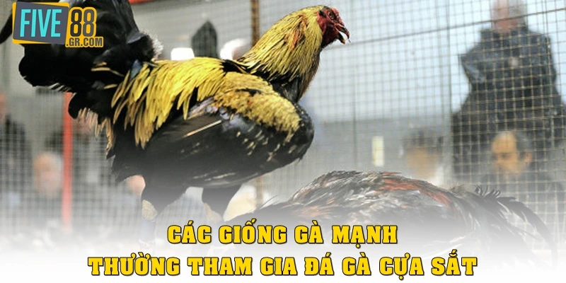 Các giống gà mạnh thường tham gia đá gà cựa sắt