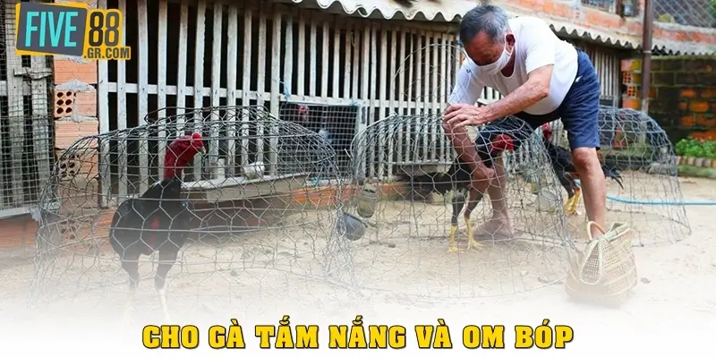 Cho gà tắm nắng và om bóp