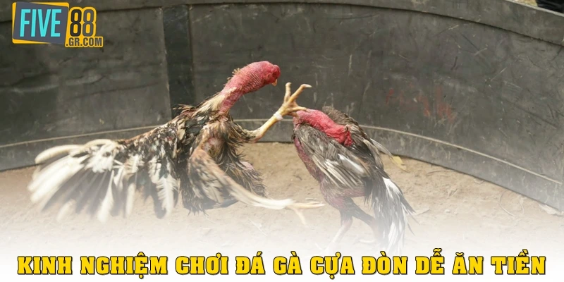 Kinh nghiệm chơi đá gà cựa đòn dễ ăn tiền nhất
